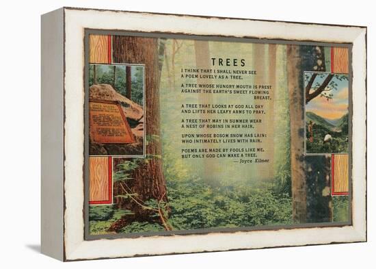 Kilmer Tree Poem, Forest-null-Framed Stretched Canvas