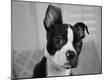 Photographic Print