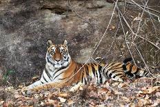 Bengal Tiger, Panthera Tigris Tigris, Bandhavgarh National Park, Madhya Pradesh, India-Kim Sullivan-Premier Image Canvas