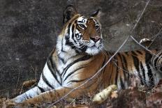 Bengal Tiger, Panthera Tigris Tigris, Bandhavgarh National Park, Madhya Pradesh, India-Kim Sullivan-Framed Premier Image Canvas