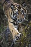 Bengal Tiger, Panthera Tigris Tigris, Bandhavgarh National Park, Madhya Pradesh, India-Kim Sullivan-Framed Premier Image Canvas