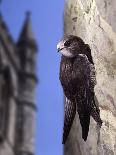 Digital Composite Common - European Swift (Apus Apus) Adult Clinging To A Building, UK-Kim Taylor-Photographic Print