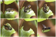 Leaf-Cutting Bee (Megachile Species) Sequence Showing Cutting Leaf Section From Rose-Kim Taylor-Photographic Print