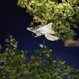 Natterer's Bat (Myotis Nattereri) About to Drink from the Surface of a Lily Pond, Surrey, UK-Kim Taylor-Photographic Print