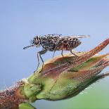 Tsetse Fly (Glossina Morsitans) Resting After Feeding, From Africa-Kim Taylor-Photographic Print