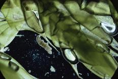 Natterer's Bat (Myotis Nattereri) About to Drink from the Surface of a Lily Pond, Surrey, UK-Kim Taylor-Photographic Print