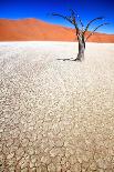 Dead Black Trees in the Desert Landscape. Surreal Scenic in Amazing Unreal Landscape. Sossusvlei, D-Kim Visser-Photographic Print