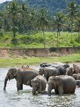 Asian Elephants Bathing in the River, Pinnawela Elephant Orphanage, Sri Lanka, Indian Ocean, Asia-Kim Walker-Photographic Print