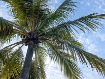 Coconut Tree, Low Angle View, Providenciales, Turks and Caicos Islands, West Indies, Caribbean-Kim Walker-Photographic Print