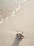 Footprints in Sand at Grace Bay Beach, Providenciales, Turks and Caicos Islands, West Indies-Kim Walker-Photographic Print