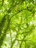 Rainforest Habitat at Trafalgar Falls, Morne Trois Pitons National Park, UNESCO World Heritage Site-Kim Walker-Photographic Print