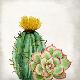 Premium Giclee Print