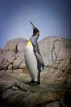 Penguin with Beak towards the Sky and Wings Back on Rocks.-Kimberly Hall-Premier Image Canvas