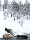 Dog Sledding Team During Snowfall, Continental Divide, Near Dubois, Wyoming, United States of Ameri-Kimberly Walker-Photographic Print