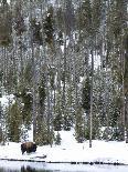 Snowmobilers Riding Through a Forest of Hoar Frosted Trees on Two Top Mountain, West Yellowstone, M-Kimberly Walker-Photographic Print