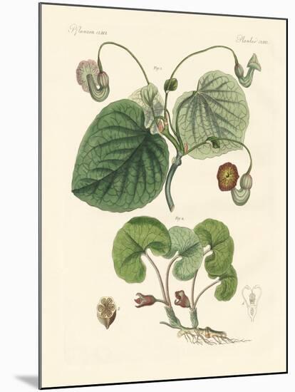 Kinds of Aristolochia Plants-null-Mounted Giclee Print