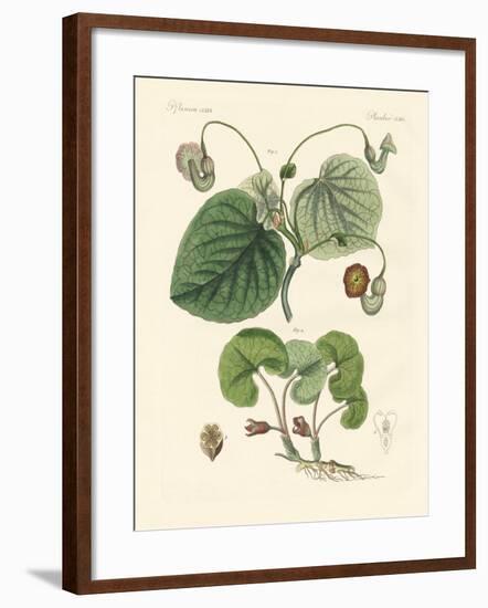 Kinds of Aristolochia Plants-null-Framed Giclee Print