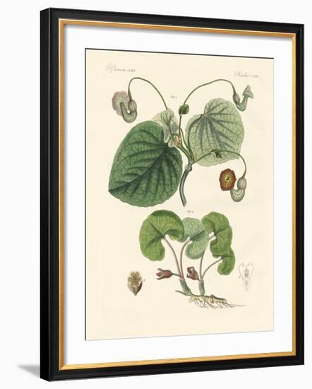 Kinds of Aristolochia Plants-null-Framed Giclee Print