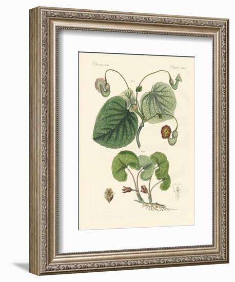 Kinds of Aristolochia Plants-null-Framed Giclee Print