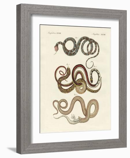 Kinds of Colubrids-null-Framed Giclee Print