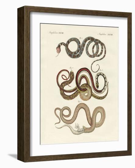 Kinds of Colubrids-null-Framed Giclee Print