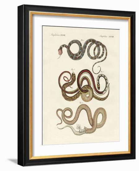 Kinds of Colubrids-null-Framed Giclee Print