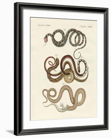 Kinds of Colubrids-null-Framed Giclee Print