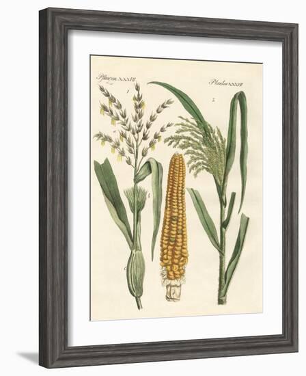 Kinds of Corns-null-Framed Giclee Print