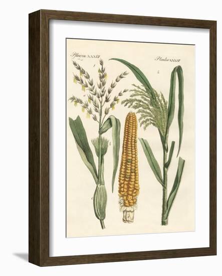 Kinds of Corns-null-Framed Giclee Print