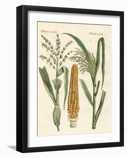 Kinds of Corns-null-Framed Giclee Print