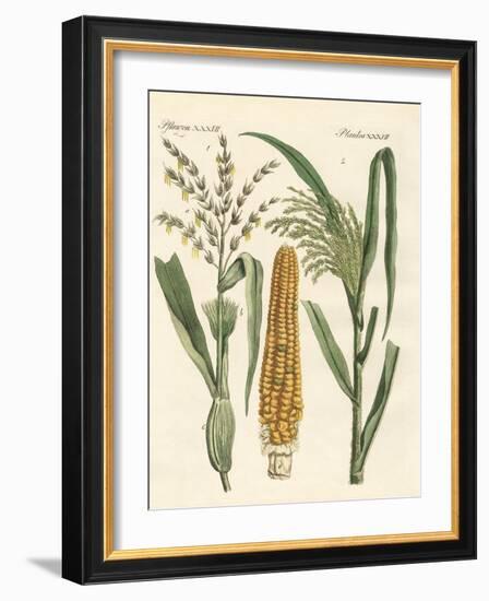 Kinds of Corns-null-Framed Giclee Print