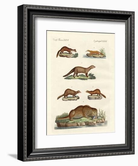 Kinds of Otters and Marten-null-Framed Giclee Print