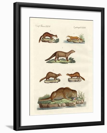 Kinds of Otters and Marten-null-Framed Giclee Print