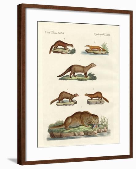 Kinds of Otters and Marten-null-Framed Giclee Print