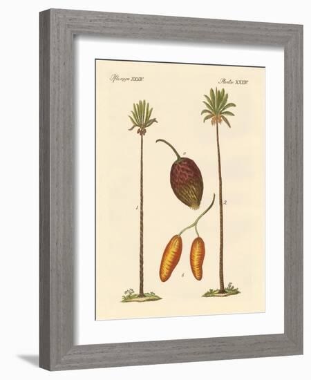 Kinds of Palms-null-Framed Giclee Print