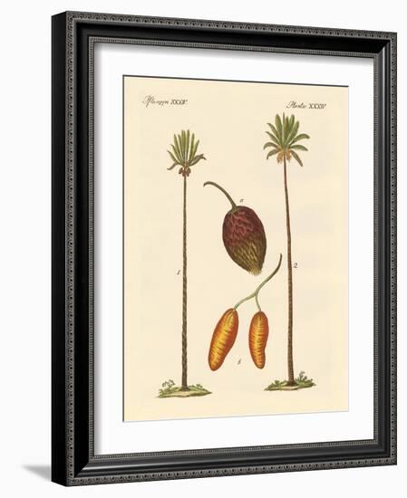 Kinds of Palms-null-Framed Giclee Print