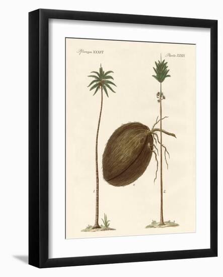 Kinds of Palms-null-Framed Giclee Print