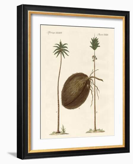 Kinds of Palms-null-Framed Giclee Print