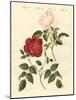 Kinds of Roses-null-Mounted Giclee Print