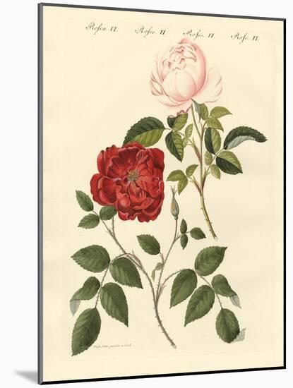 Kinds of Roses-null-Mounted Giclee Print