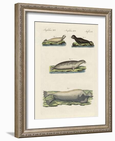 Kinds of Seals-null-Framed Giclee Print