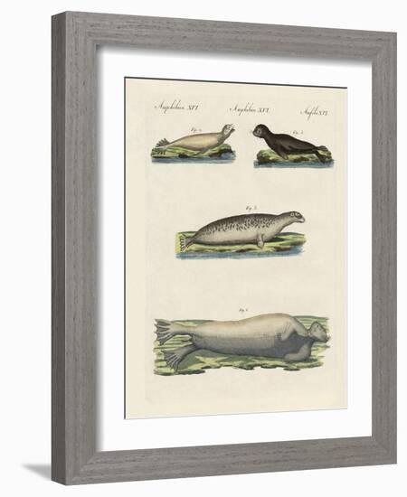 Kinds of Seals-null-Framed Giclee Print