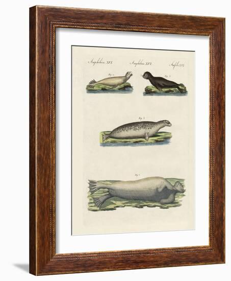 Kinds of Seals-null-Framed Giclee Print