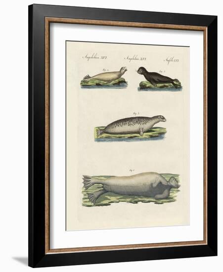 Kinds of Seals-null-Framed Giclee Print