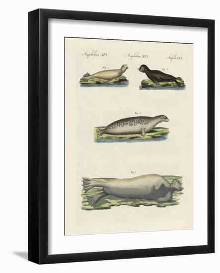 Kinds of Seals-null-Framed Giclee Print