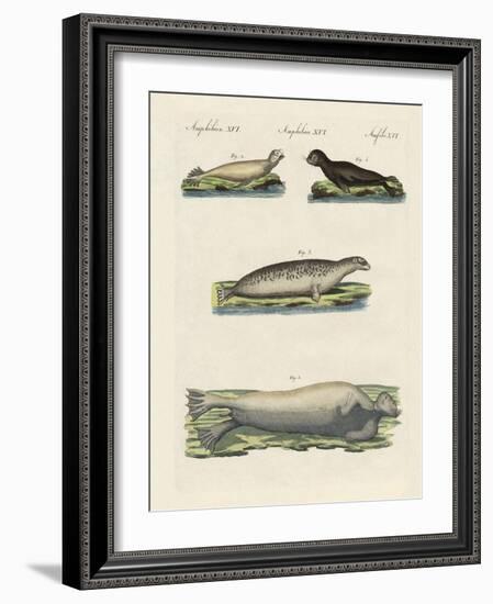 Kinds of Seals-null-Framed Giclee Print