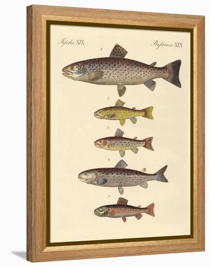 Kinds of Trouts-null-Framed Premier Image Canvas