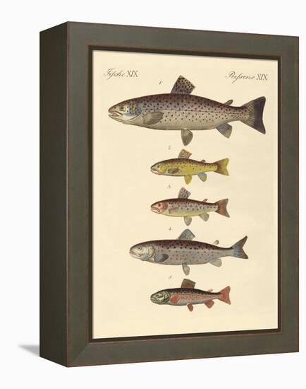 Kinds of Trouts-null-Framed Premier Image Canvas