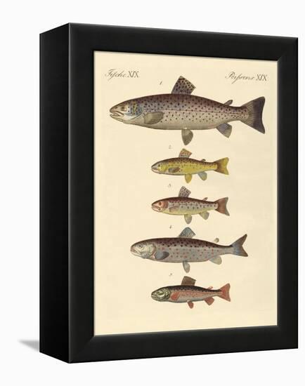 Kinds of Trouts-null-Framed Premier Image Canvas