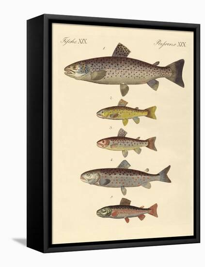 Kinds of Trouts-null-Framed Premier Image Canvas